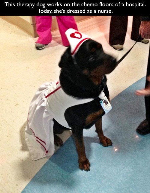 monday thru friday,dogs,nurse,work