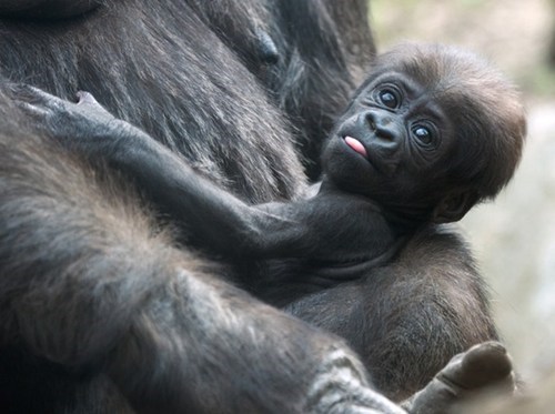 cute gorilla - 8162022144