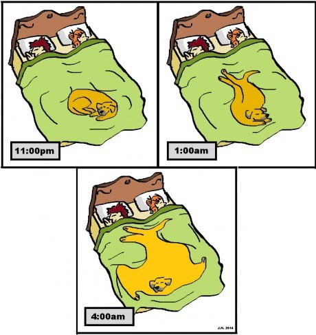 dogs beds sleeping web comics - 8169301248