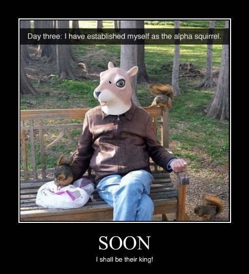 costume,disguise,funny,squirrel