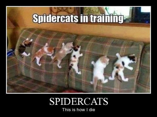 Cats funny spiders scary wtf - 8180219648