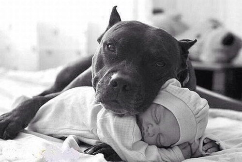 Babies,dogs,pitbull,gentle