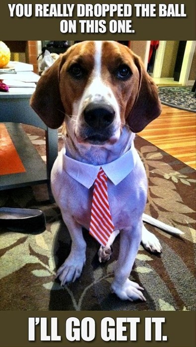 monday thru friday,dogs