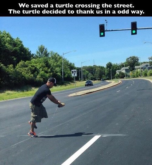 random act of kindness gross turtle - 8211425024