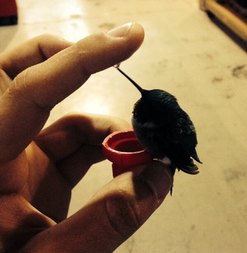 cute,tiny,hummingbird