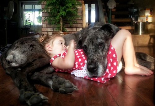 dogs kids cute parenting - 8235184384
