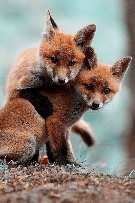 cute,foxes,squee