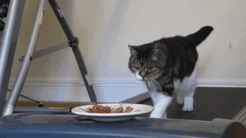 treadmills,gifs,Cats