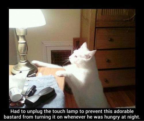 Cats food funny touch lamp - 8360978688