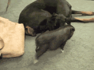 dogs gifs pig critters - 8369117184