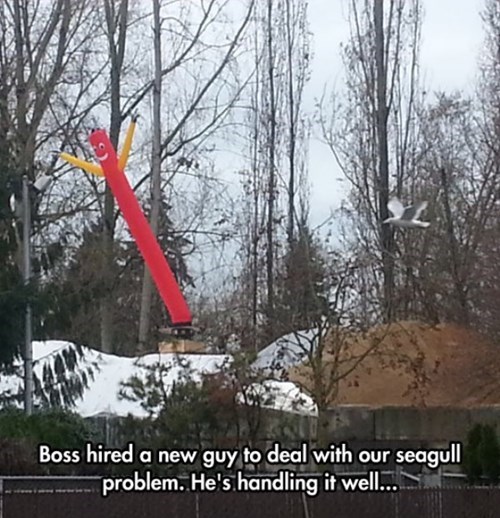 monday thru friday,seagull,wacky waving inflatable arm flailing tube man