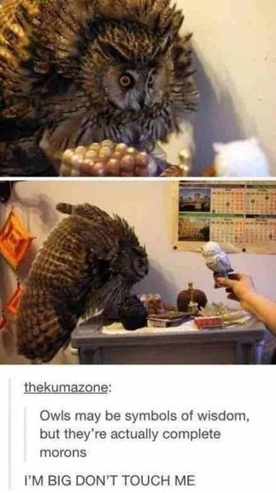 tumblr Owl - 8425264384