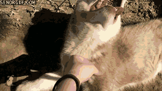 petting dogs gifs cute - 8445088000