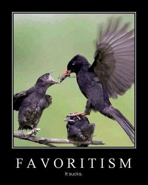 wtf,birds,kids,love,funny