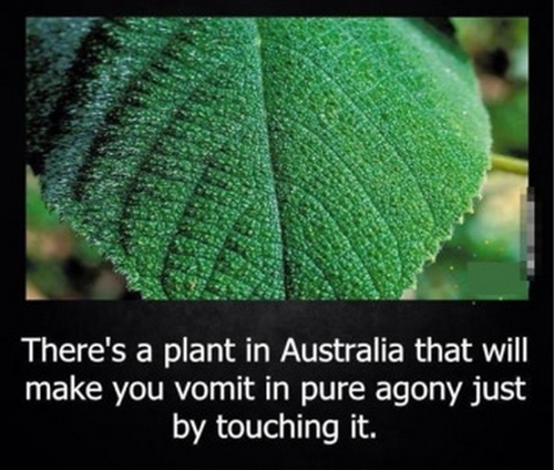 australia,leaves,agony,funny
