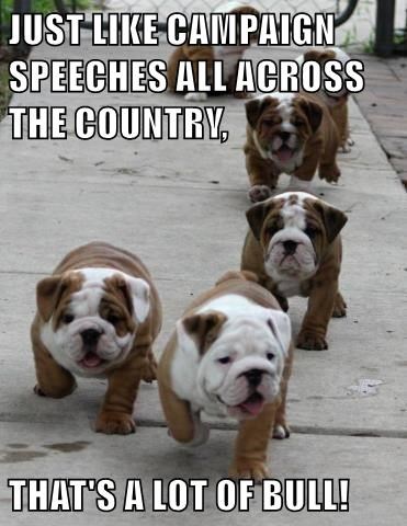 bulldog,puppies,cute