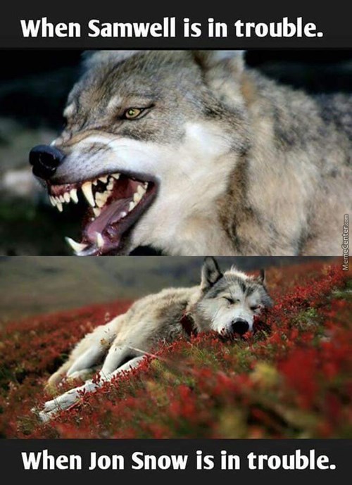 Bad Dog Ghost Game Of Thrones Game Of Thrones Meme Got