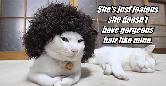 cats that dont have hair