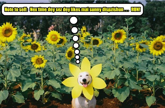 Cheezburger Image 8604771840