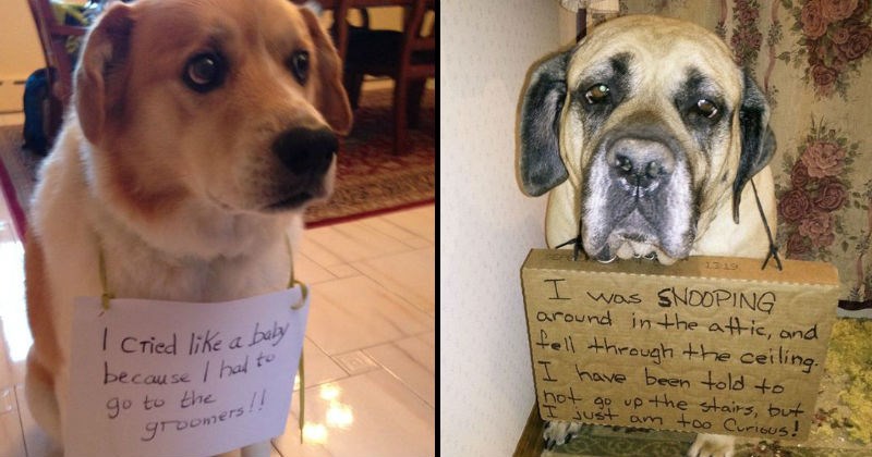 funny dogs with signs