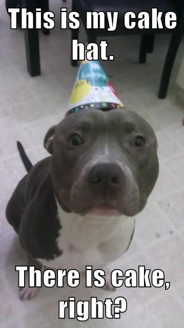 cake,dogs,caption,hat