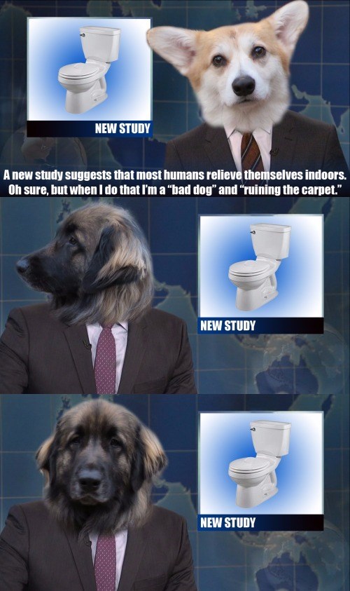 if dogs hosted snls weekend update