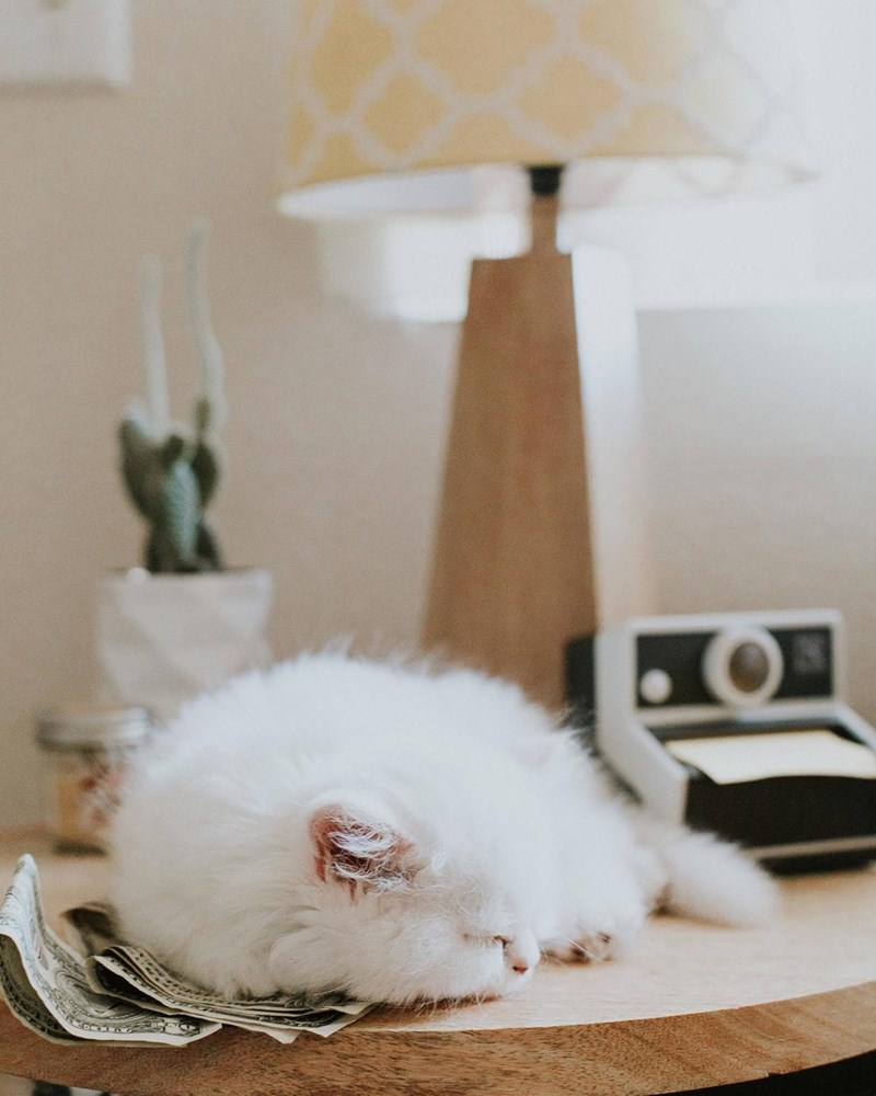 Cats sleeping - 8821743104