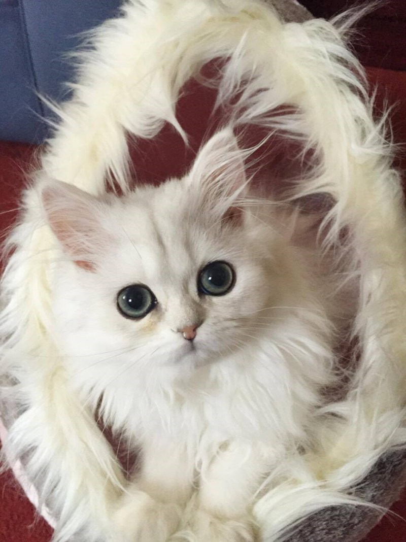 floof bed Cats - 8822245376