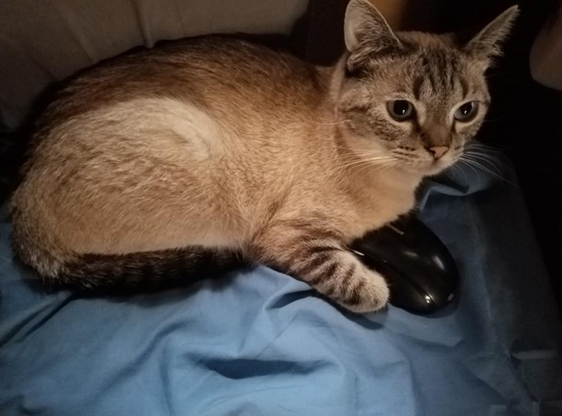 Cats mouse - 8822700032
