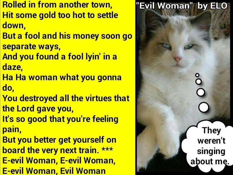 Image result for images of elo cats