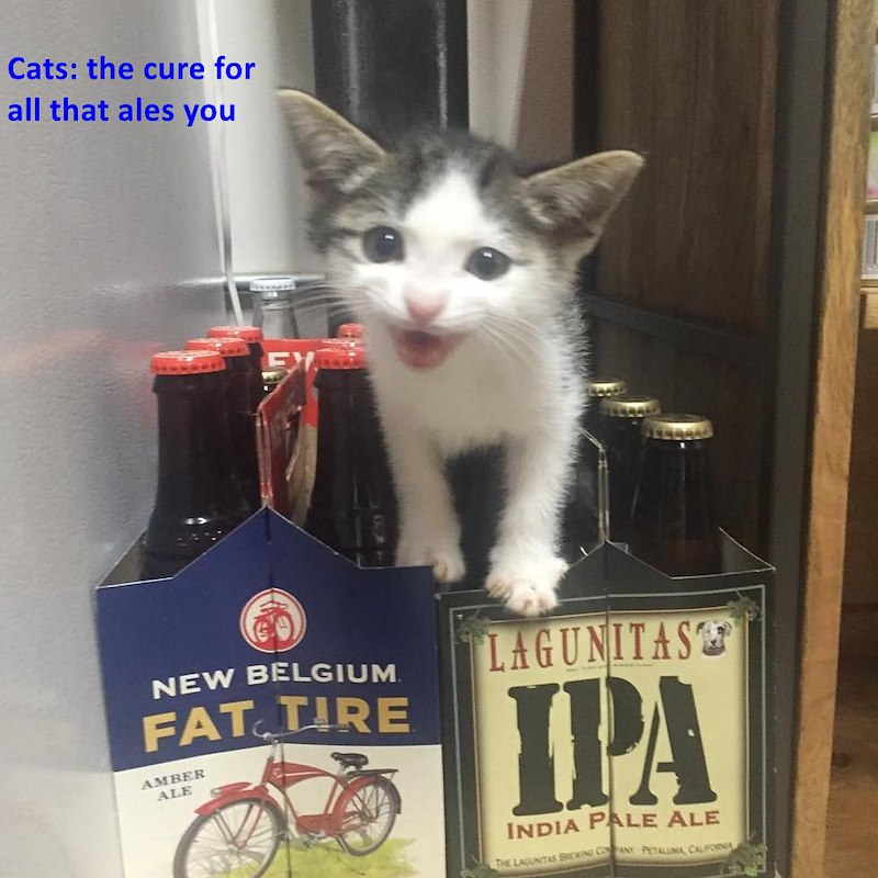 Cats: the cure for all that ales you EX NEW BELGIUM. FAT TIRE AMBER ALE LAGUNITAS IPA INDIA PALE ALE THE LAGUNITAS BREWING CPANY PETALUMA CALIFORNIA