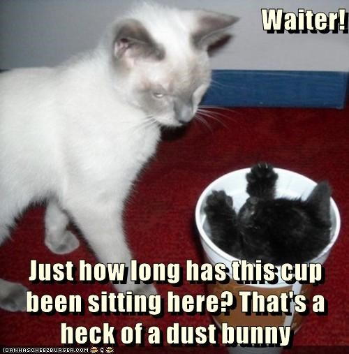 Waiter! Just how long has this cup been sitting here? That's a heck of a dust bunny (CANHASCHEEZBURGER.COM