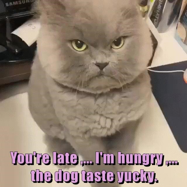 SAMSU MINATO You're late... I'm hungry... the dog taste yucky.