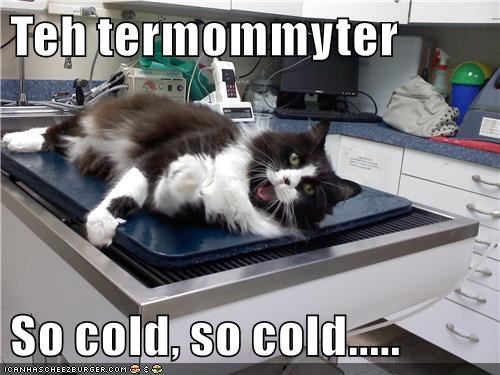 Teh termommyter So cold, so cold....... ICANHASCHEEZBURGER.COM