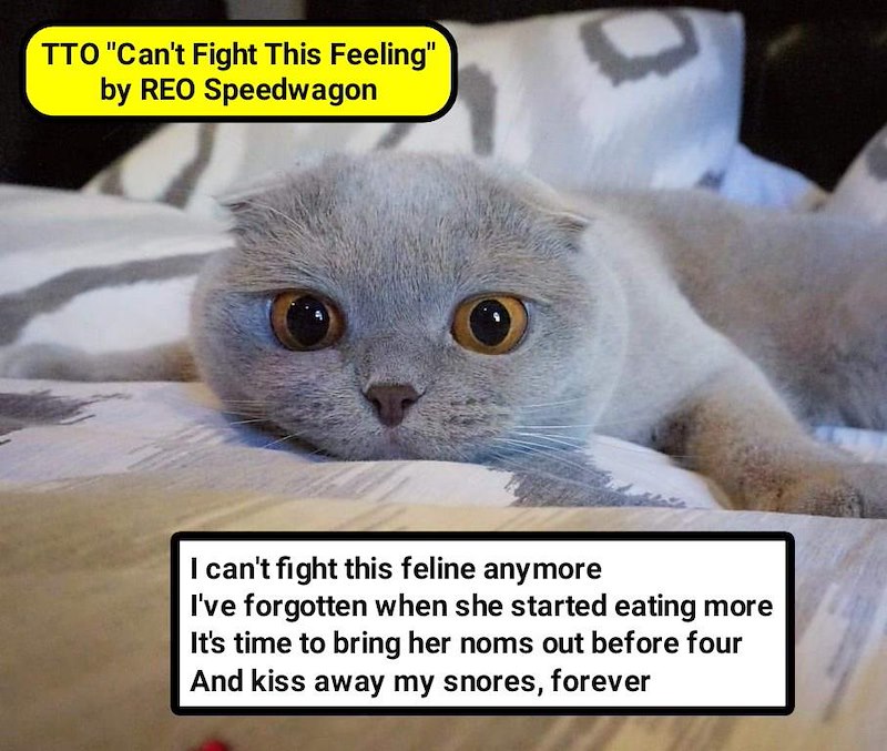 TTO "Can't Fight This Feeling" by REO Speedwagon I can't fight this feline anymore I've forgotten when she started eating more It's time to bring her noms out before four And kiss away my snores, forever