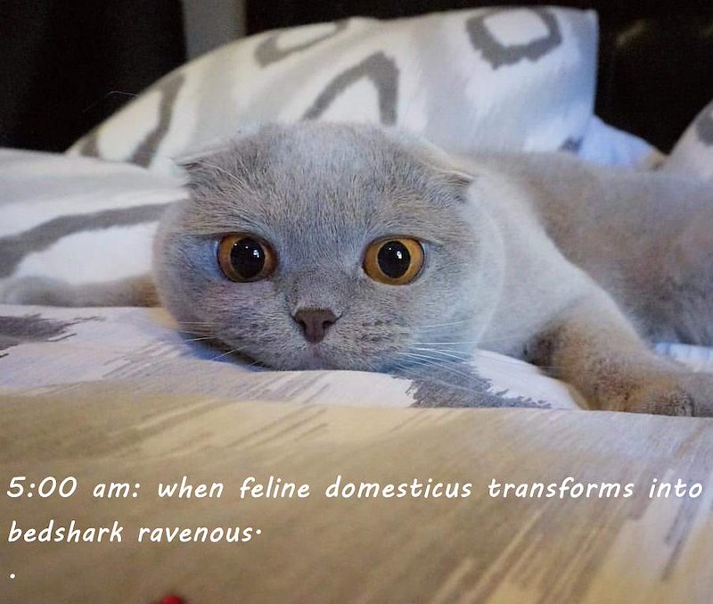 5:00 am: when feline domesticus transforms into bedshark ravenous.