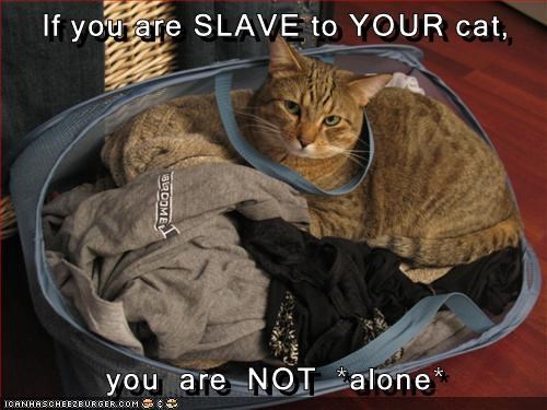 If you are SLAVE to YOUR cat, 82 COME you are NOT *alone* ICANHASCHEEZBURGER.COM