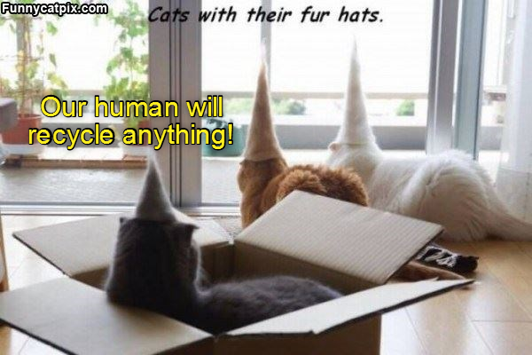 Funnycatpix.com Cats with their fur hats. Our human will recycle anything! 174