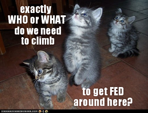 exactly WHO or WHAT do we need to climb ICANHASCHEEZBURGER.COM to get FED around here?