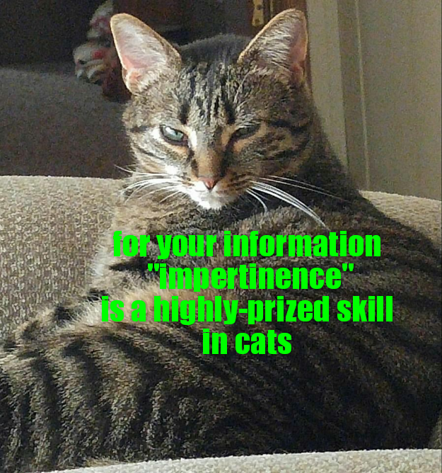 your information impertinence" ahighly-prized skill In cats