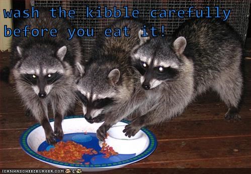 wash the kibble carefully before you eat i ICANHASCHEEZBURGER.COM