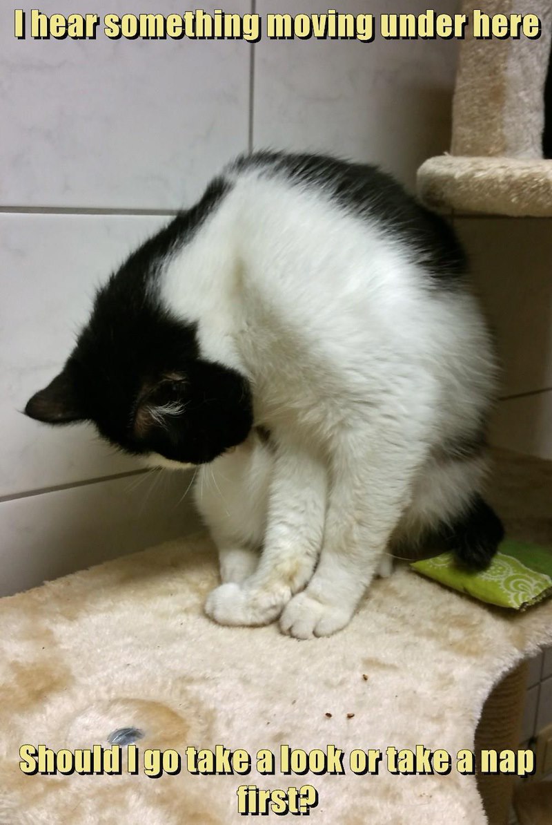 I hear something moving under here Should I go take a look or take a nap first?