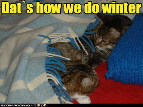 Dat's how we do winter ICANHASCHEEZBURGER.COM