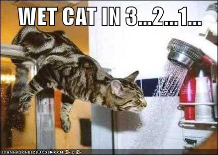 WET CAT IN 3...2...1... ICANHASCHEEZBURGER.COM