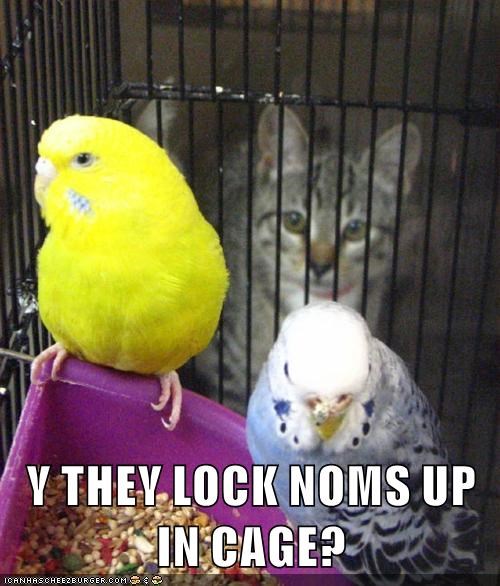 Y THEY LOCK NOMS UP ICANHASCHEEZBURGER.COM >> IN CAGE?