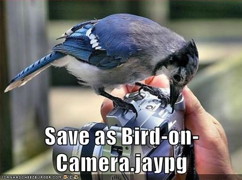 Save as Bird-on- Camera.jaypg ICANHASCHEEZBURGER.COM :
