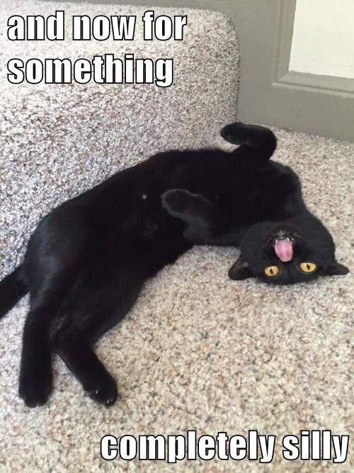 and now for something completely silly