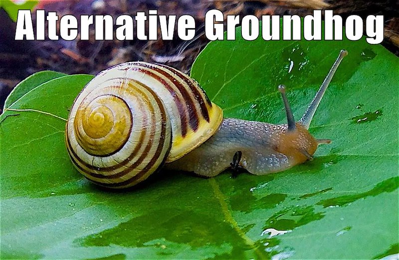 Alternative Groundhog