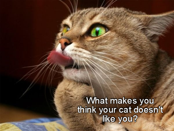 What makes you think your cat doesn't like you?