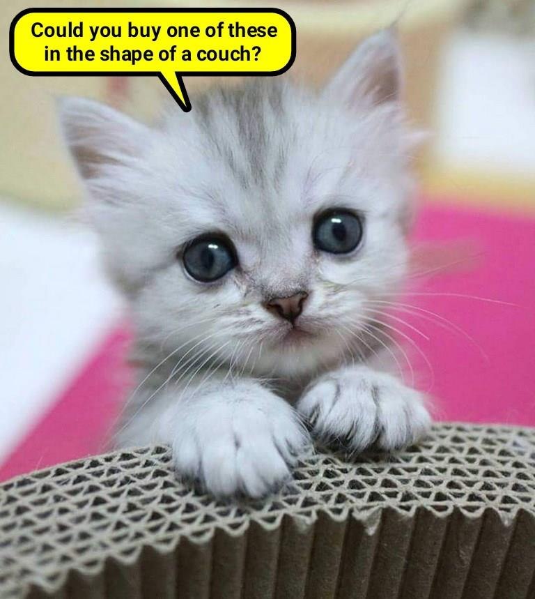 Could you buy one of these in the shape of a couch?
